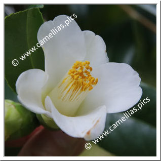 Camellia Japonica 'Kiyoka'