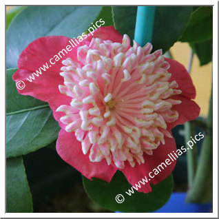 Camellia Japonica 'Kiyomasa'