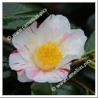 'Kizuna'