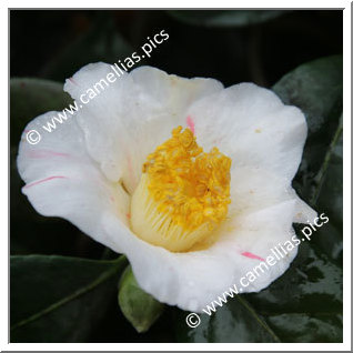 Camellia Japonica 'Kizuna'