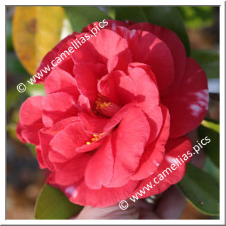 Camellia Japonica 'Dixie Knight Supreme'