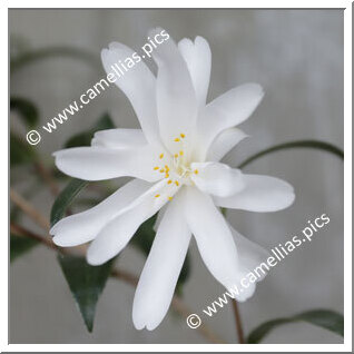 Camellia Japonica 'Ko-hakuryû'