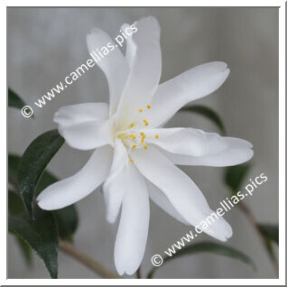 Camellia Japonica 'Ko-hakuryû'