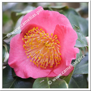 Camellia Higo Camellias 'Kôbai'