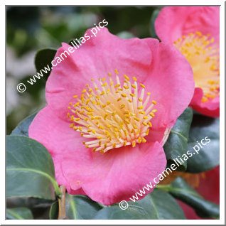 Camellia Higo Camellias 'Kôbai'