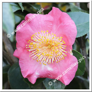 Camellia Higo Camellias 'Kôbai-no-zu'