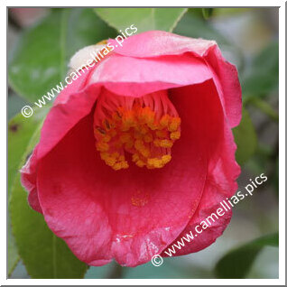 Camellia Japonica 'Kobayashi-wase'