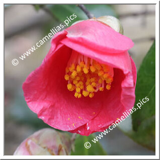 Camellia Japonica 'Kobayashi-wase'