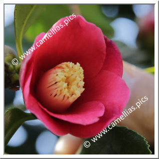 Camellia Japonica 'Kôbu-wabisuke'