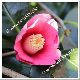 Camellia Japonica 'Kôbu-wabisuke'