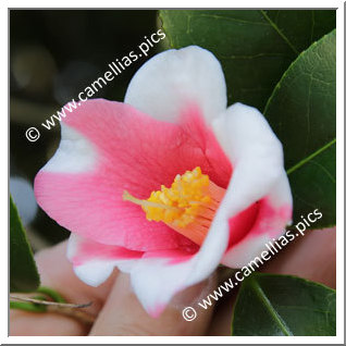 Camellia Wabisuke 'Kochô-wabisuke'
