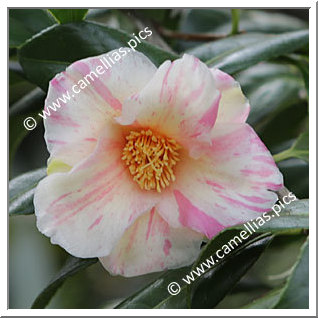 Camellia Hybride 'Kogane-nishiki'