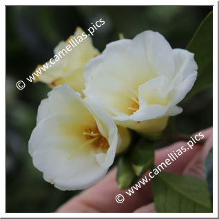 Camellia Hybrid 'Kogane-yuri'