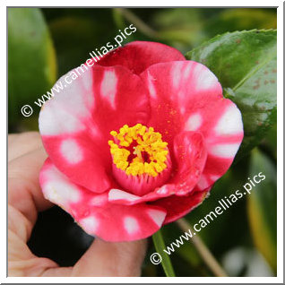 Camellia Japonica 'Kôhaku-bijin'