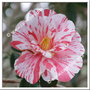 Camellia Japonica 'Kôhaku-shibori'