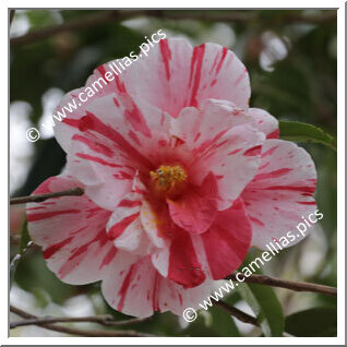 Camellia Japonica 'Kôhaku-shibori'