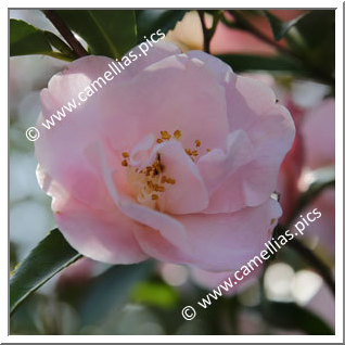 Camellia Hybrid 'Kôhi'