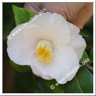 Camellia Japonica 'Kô-un'