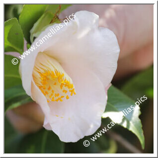 Camellia Japonica 'Kô-un'