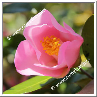 Camellia Hybrid 'Kôki'