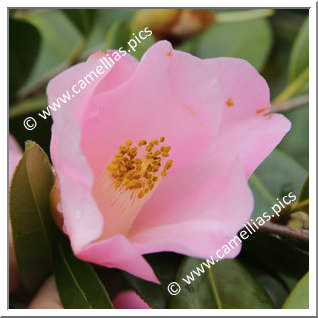 Camellia Hybrid 'Kôki'