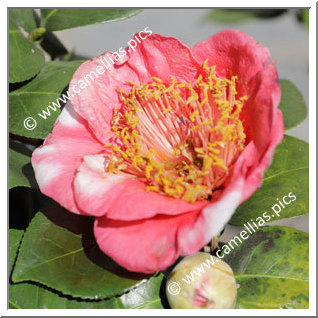 Camellia Higo Camellias 'Kokka'