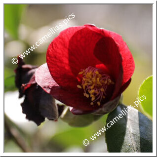 Camellia Japonica 'Kon-wabisuke'