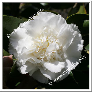 Camellia Japonica 'Kona'