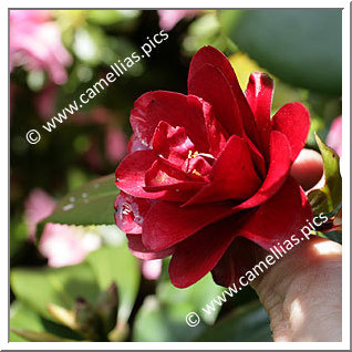 Camellia Japonica 'Konronkoku'