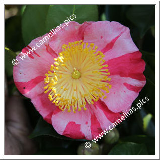 Camellia Higo Camellias 'Kôraku'