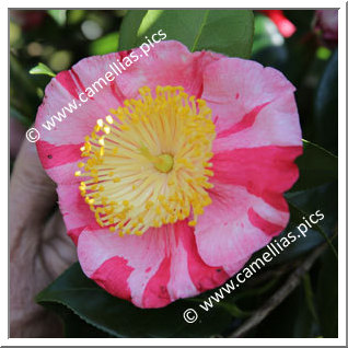 Camellia Higo Camellias 'Kôraku'