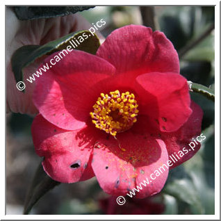 Camellia Japonica 'Kôshi'