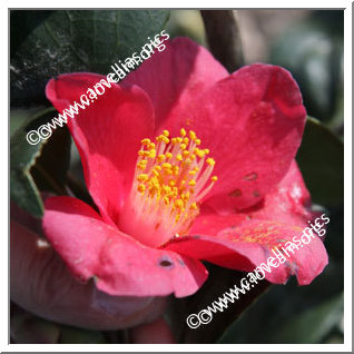 Camellia Japonica 'Kôshi'