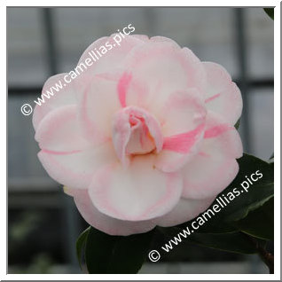 Camellia Japonica 'Koshi-no-reijin'