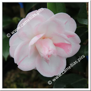 Camellia Japonica 'Koshi-no-reijin'