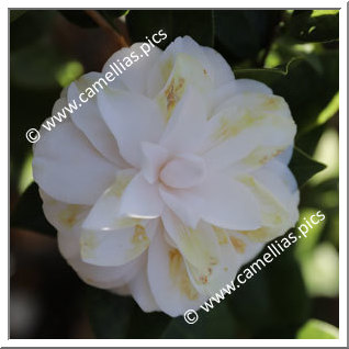 Camellia Japonica 'Koshi-no-yoso'oi'