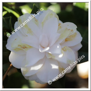 Camellia Japonica 'Koshi-no-yoso'oi'