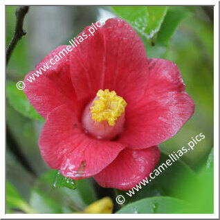 Camellia Japonica 'Koshigoromo'