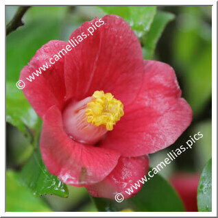 Camellia Japonica 'Koshigoromo'