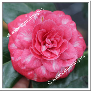 Camellia Japonica 'Kossuth'
