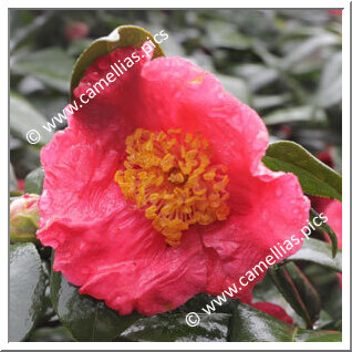 Camellia Japonica 'Kôten'