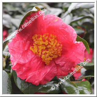 Camellia Japonica 'Kôten'