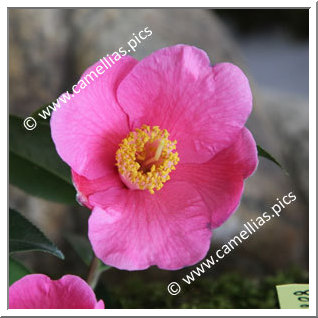 Camellia Hybride 'Koto-no-kaori'