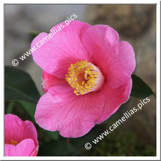 Camellia Hybrid 'Koto-no-kaori'