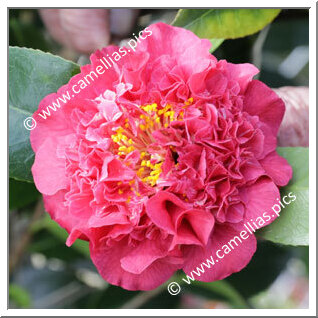 'Kramer's Beauty'
