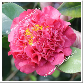 Camellia Japonica 'Kramer's Beauty'