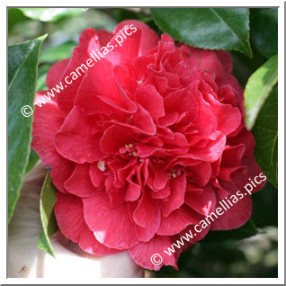 Camellia Japonica 'Kramer's Supreme'