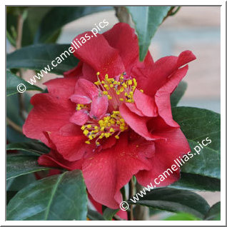 Camellia Japonica 'Kranenflamme'