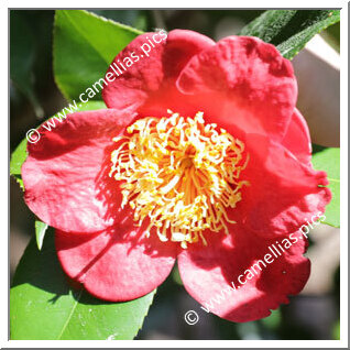 Camellia Japonica 'Kumagai'