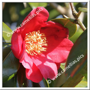 Camellia Japonica 'Kumagai'